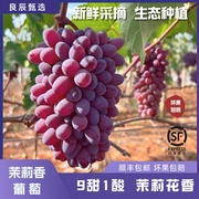 云南茉莉香葡萄新鲜水果应季小孩无籽葡萄提子现摘高端水果