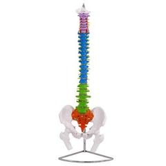 80cm人体脊柱模型成人正骨练习脊椎颈椎腰椎人体骨骼骨架模型1 1z