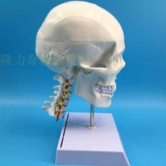 骷髅头骨标本仿真头骨一比一人体头颅模型人头骨附颈椎脑动脉模l
