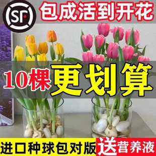 郁金香种球水培花卉植物室内花，四季开花种子，盆栽花苗土培水养好活