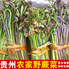 贵州特产遵义凤冈野生蕨菜新鲜野菜，蕨菜500g现挖现卖新鲜野菜