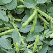 蚕豆种子高产甜糯豌豆种籽阳台，盆栽豆种籽软壳荷兰豆种孑农家庭院