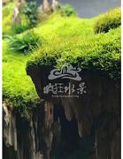短绒苔藓微景观植物材料假山干青鲜活苔藓球生态水族缸装饰造盆景
