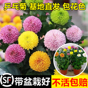 大菊花苗盆栽花卉观花植物乒乓菊室内外庭院阳台四季带花苞开花