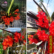 红花鸟舌兰 稀有矮小型单轴类附生兰草 国兰洋兰室内盆栽花卉