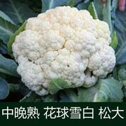 100天花菜种子 有机白菜花种籽青梗花椰菜种孑秋季松花菜蔬菜种子
