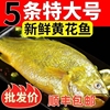 六条黄花鱼新鲜冷冻大黄鱼水产整箱海鲜东海海捕黄鱼