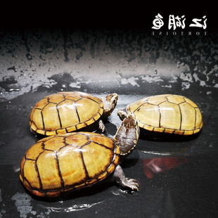 头盔龟乌龟活物双头龟玛塔龟，龟苗窄桥龟稀有龟，吃菜龟檀香龟白化龟