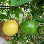 台湾金霸黄金百香果苗果树，果苗北南方种植百香果树四季爬藤特大果