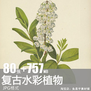 复古手绘水彩花卉植物野花图鉴草木果实绘画手账电子版素材图片