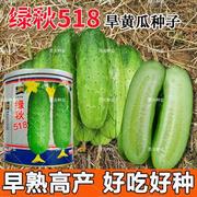 黄瓜水果518种绿秋子旱黄瓜籽春秋，早春青瓜瓜码密四季大田蔬菜孑