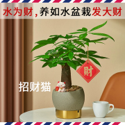 如水盆栽容易养发财树，招财树办公室植物室内办公桌面，小绿植水培