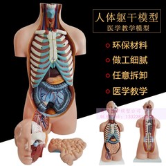 55CM人体躯干模型 人体解剖模型 I人体内脏可拆可装23件。