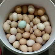 授精孵化 土鸡蛋农家野外散养30枚现捡自养草鸡柴鸡初生