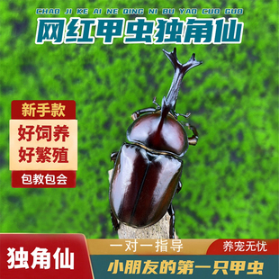 独角仙甲虫宠物成虫幼虫，姬兜爬虫巨型超大个体兜虫花金龟活体锹甲
