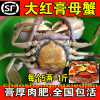 （野生红膏蟹）鲜活大青蟹海蟹母蟹红鲟肉蟹活蟹（满2斤）