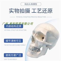 医学人体头骨模型仿真头颅骨模型神经科模型骷髅模型1 1