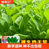 鸡毛菜种子种籽小白菜青菜油菜上海青蔬菜菜籽菜种孑大全庭院种植