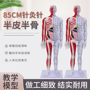 超清晰60 85CM人体针灸模型 半肌肉骨骼内脏模型中医经络穴位模型