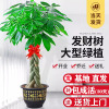 包成活发财树客厅盆栽大型室内植物开业乔迁新居送礼招财绿植