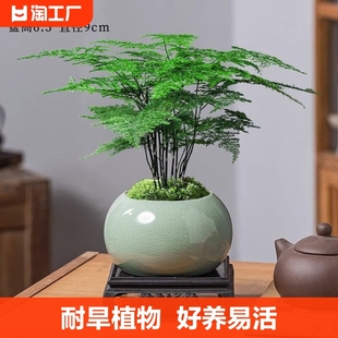 文竹盆栽植物室内办公室水培客厅懒人小绿植花卉大全盆景四季常青