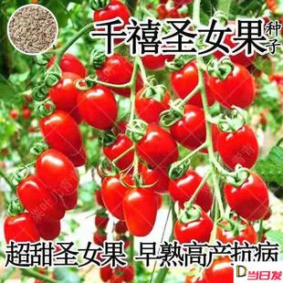 千禧圣女果种子超甜樱桃小番茄西红柿，四季盆栽家庭园艺水果蔬菜