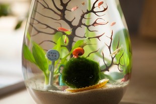 生态瓶鱼虾螺办公室，桌面迷你水族箱小型生态，鱼缸微景观微景缸