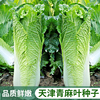 天津青麻叶大白菜种子，种籽四季秋冬季蔬，菜籽绍菜山东小大白菜种孑