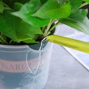 绿萝自动吸水花盆，专用透明塑料一加仑水培套盆家用防烂根懒人花盆