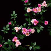 仿真玫瑰花藤蔷薇藤蔓假花花藤条空调，管道装饰花藤缠绕塑料花壁挂