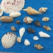 10个装天然贝壳海螺海星，海胆壳幼儿园手工diy相框，漂流瓶小贝壳