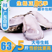 现捕生蚝鲜活10斤带壳牡蛎，即食海鲜烧烤蒜蓉，5斤保鲜海蛎子