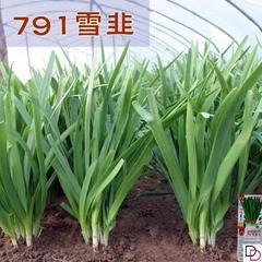 791雪韭种子紫根韭菜种子四季不休眠韭菜冬季阳台种籽冬天蔬菜籽