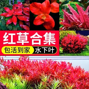 红色水草植物鱼缸水草生态，造景真草阳性，阴性绿植紫红丁香血红宫廷