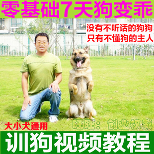 训狗教程训犬金毛边牧训练教程零基础狗狗定点上厕所大小便神器