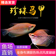 黄蓝曼龙鱼吃蛋白虫珍珠，马甲五彩丽丽活体小型热带观赏鱼