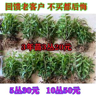 正宗红杆软脚铁皮石斛苗花卉仿真绿植室内盆栽，无土植物纯木屑种植