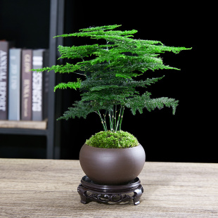 文竹盆栽植物室内绿化四季迷你办公室绿植摆件桌面好养创意小盆景