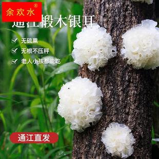 通江野生椴木银耳干货 天然特级雪耳无硫陈河银耳白木耳250克易炖