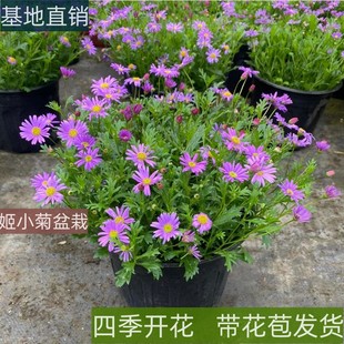 姬小菊花苗盆栽 带花苞多年生花卉植物 室内阳台庭院好养四季开花