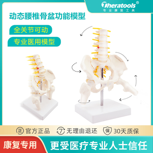 动态迷你腰椎骨盆模型关节可动医用人体骨骼产后康复女性骨架