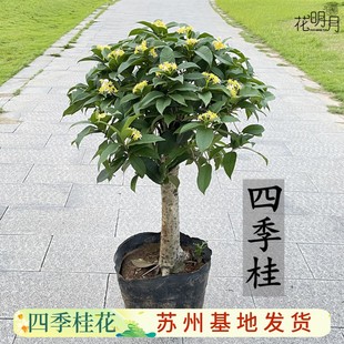 四季桂花盆栽矮霸桩桂花，树苗植物景室内外卉开花浓香阳台庭院月桂