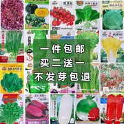 四季阳台盆栽菠菜番茄辣椒白菜小葱萝卜生菜孑香菜籽蔬菜种子大全