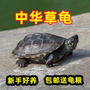 中华草龟活物外塘小乌龟活体苏北金线龟罕见宠物，龟水龟陆地墨龟苗