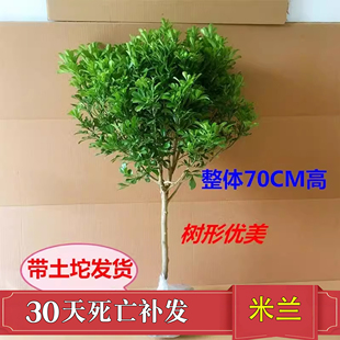 树形独杆米兰盆栽花苗四季好养的花开花不断室内香花植物净化空气