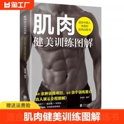 肌肉健美训练图解:适合中国人体质的肌肉训练书，肌肉健美训练指南真人，分步图解热爱健身健身入门级肌肉健美训练书cys