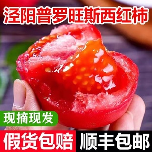 陕西泾阳普罗旺斯沙瓤草莓，心西红柿儿时的味道生吃大番茄