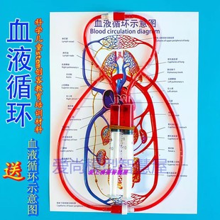 科学小实验人体血液循环模型科技小制作初中小学生物diy手工材料