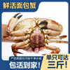 螃蟹鲜活珍宝蟹黄金蟹海鲜水产母蟹膏蟹黄道蟹英国面包蟹鲜活特大