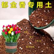 郁金香专用土风信子种球根营养，土养花通用弱酸性家庭种植土壤特配
